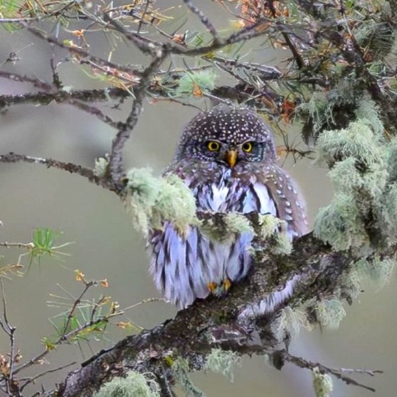 Meet your Posher, Maddie - Picture 2 of 3